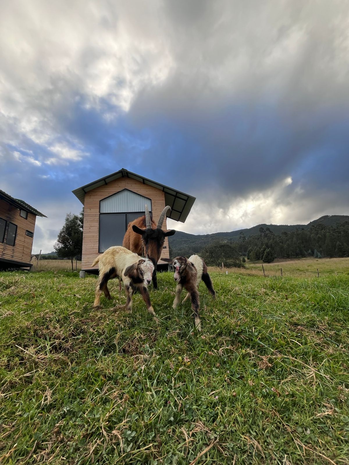 Cabras frente a la cabaña