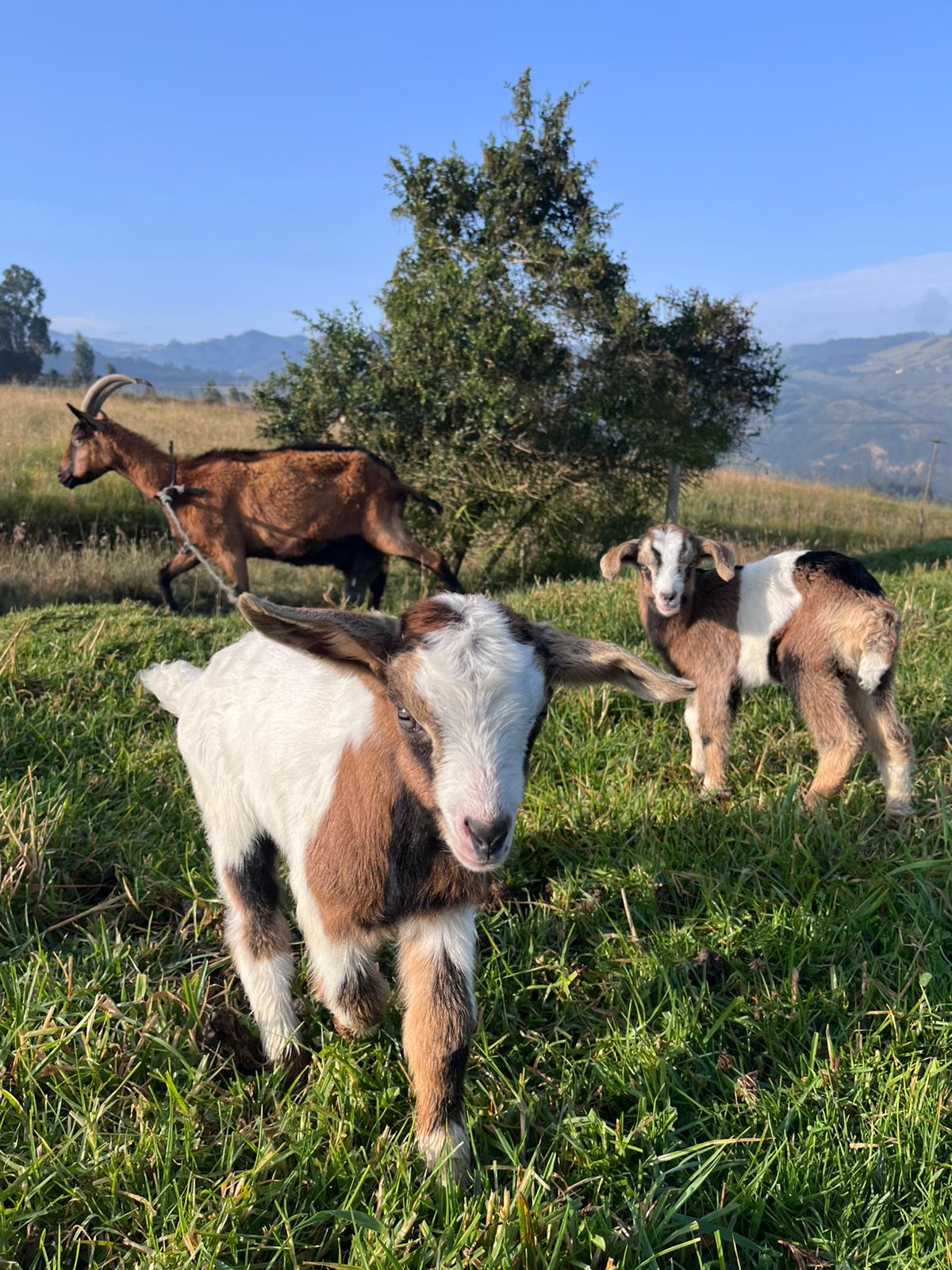 Cabritas en el campo