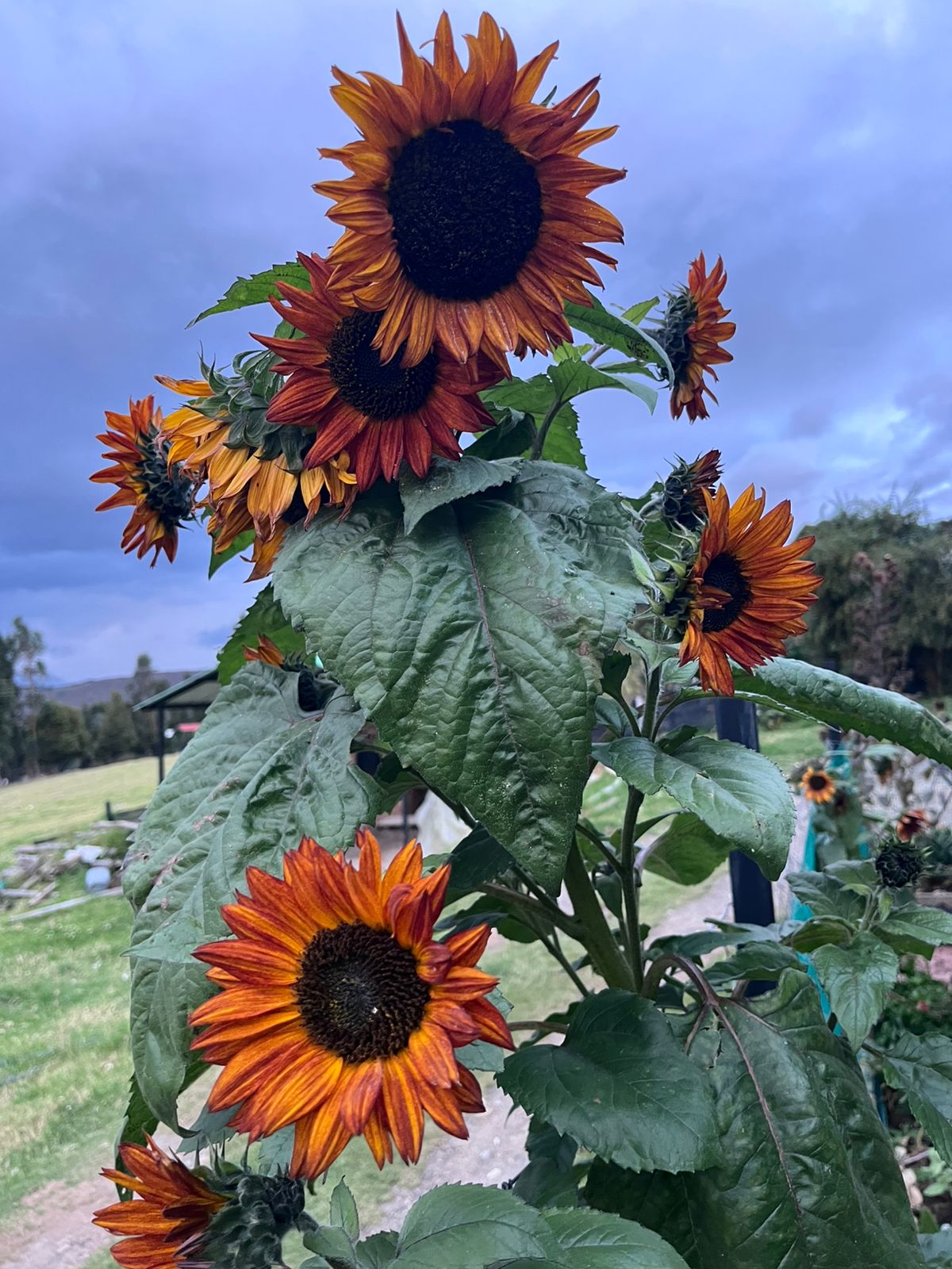 Girasoles del jardín
